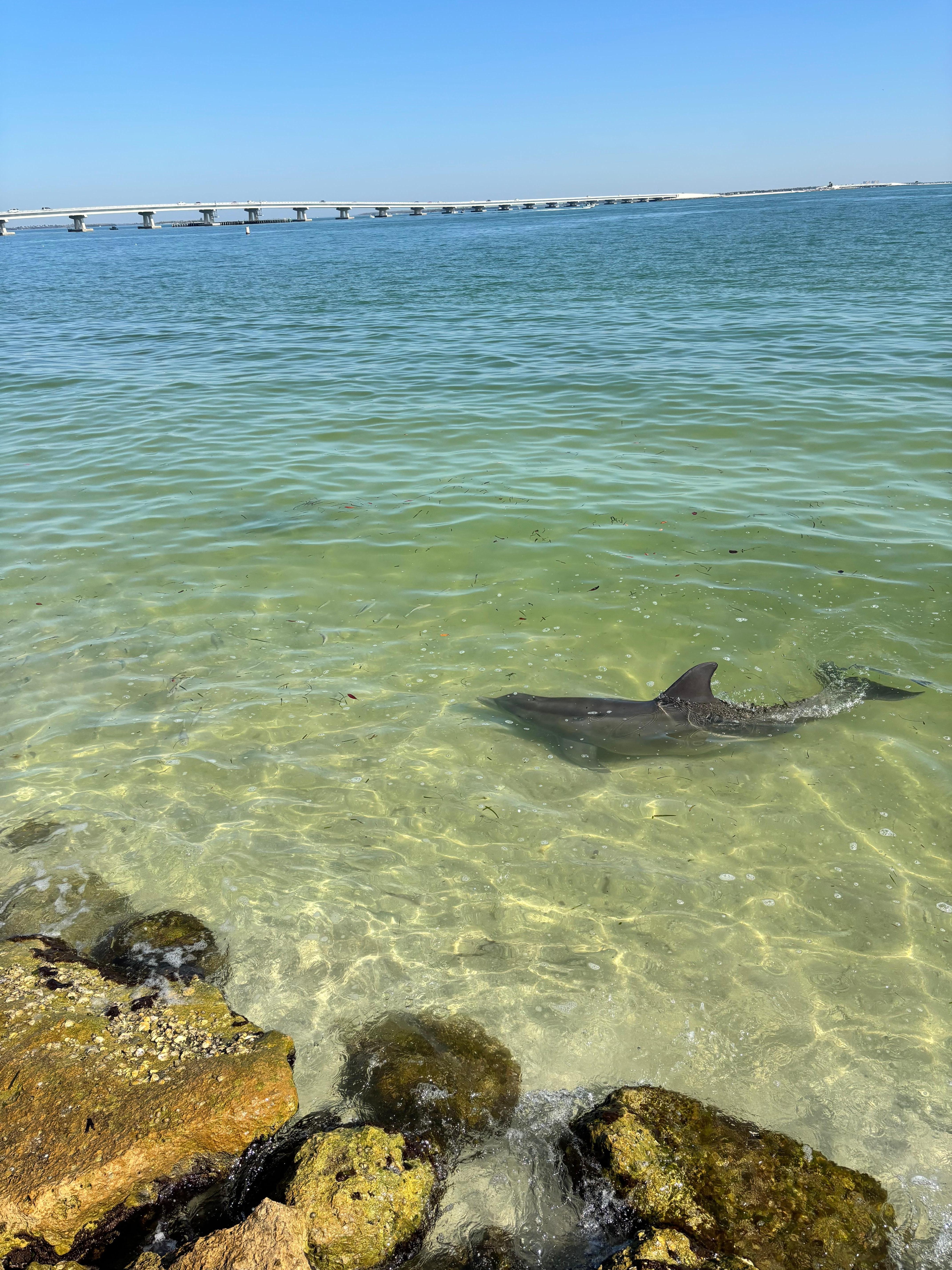 Dolphins right outside our door!