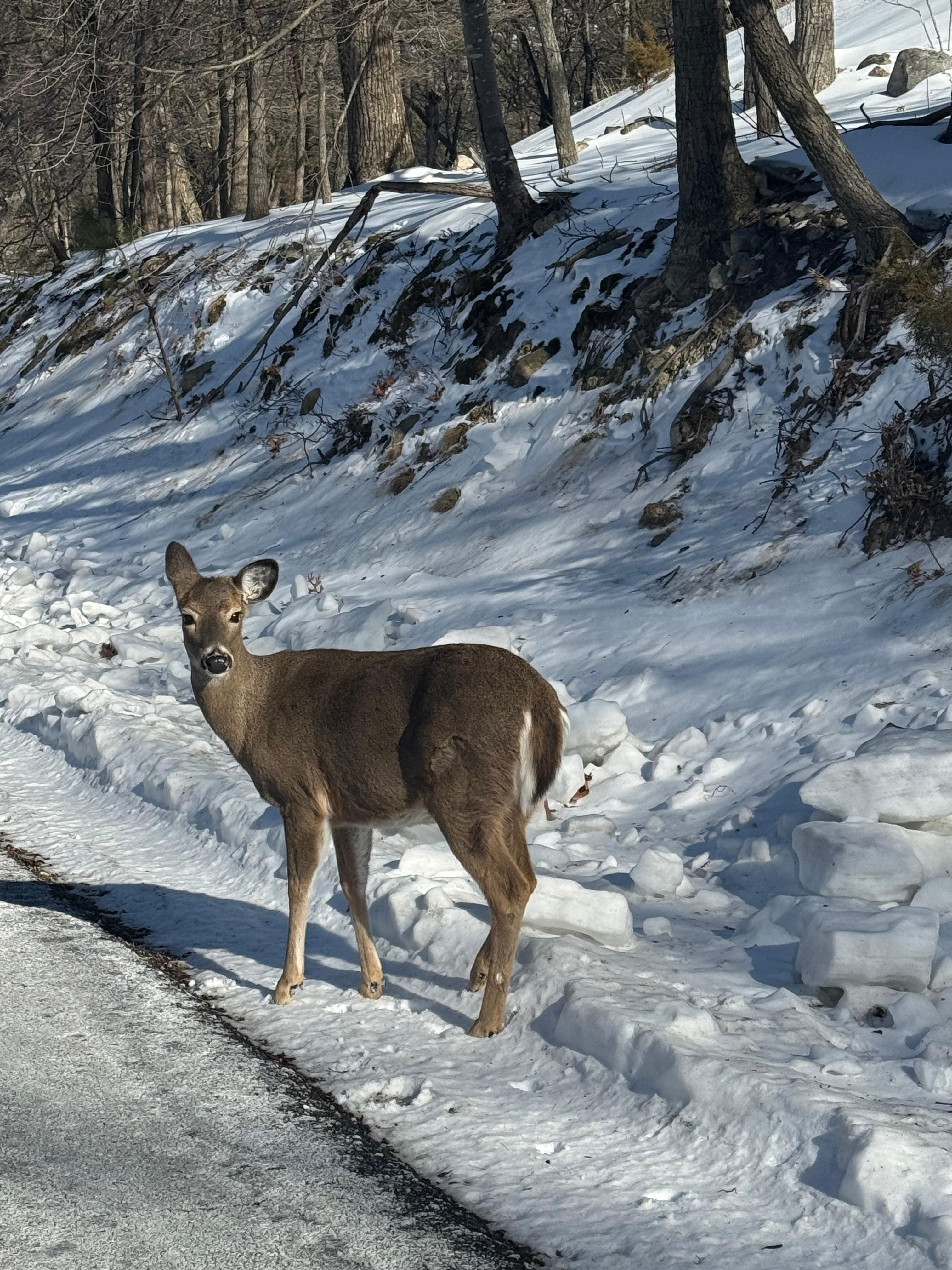 Deer near the condo one morning 
