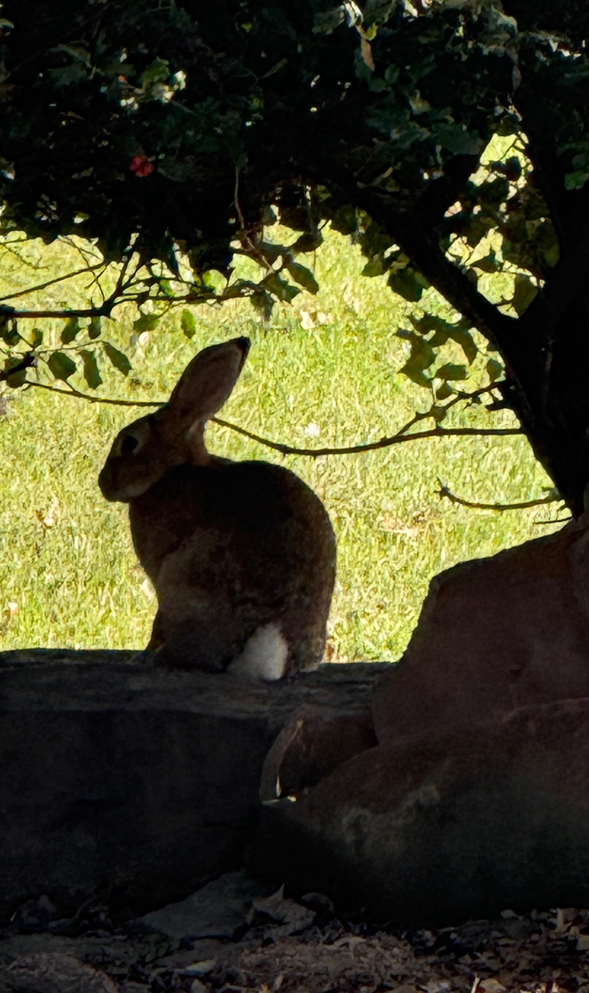 One of the many rabbits roaming the property 