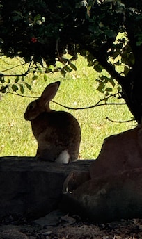 One of the many rabbits roaming the property