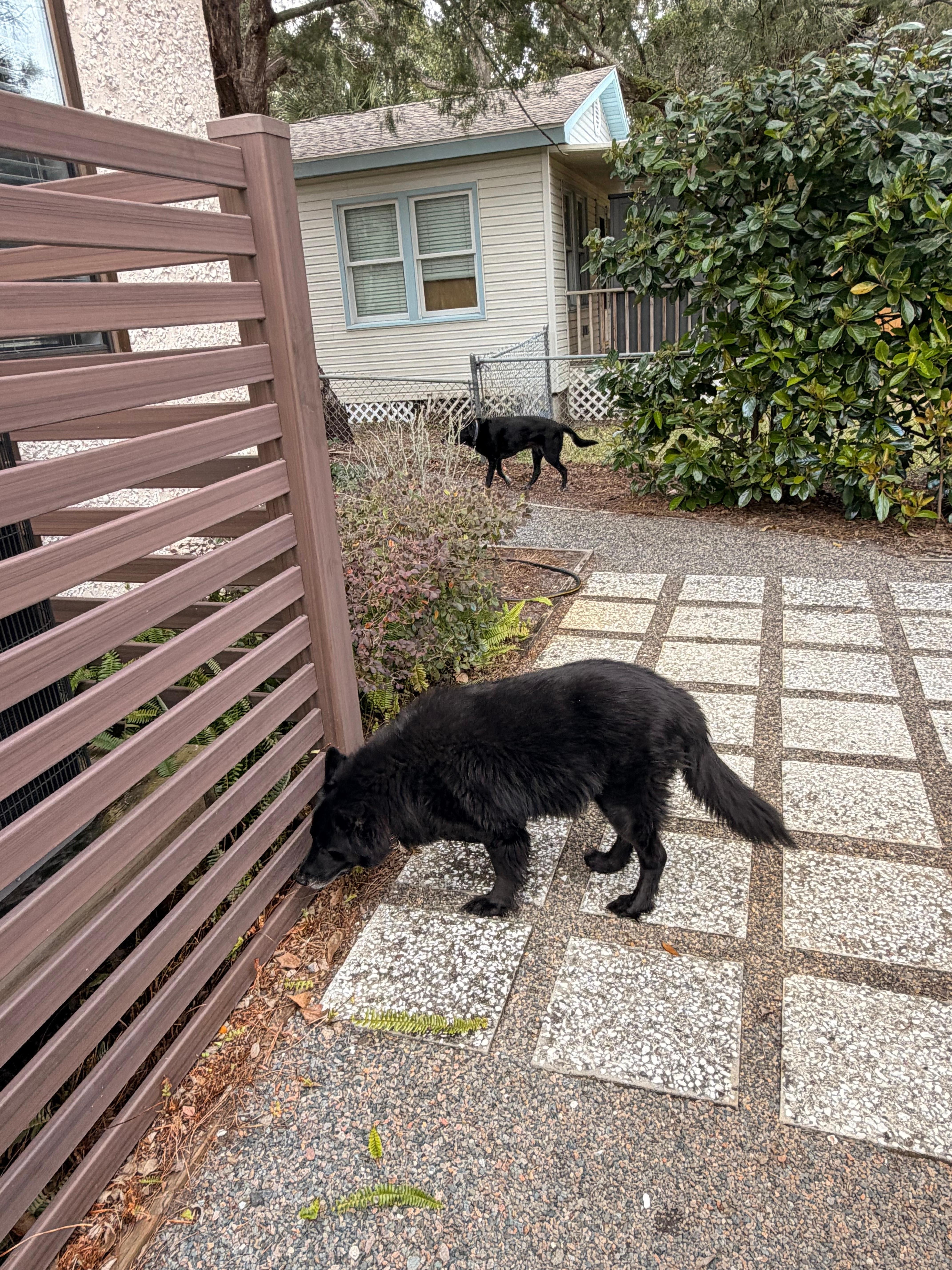 Lots of fenced in room to explore! 
