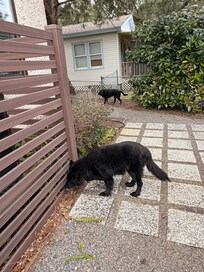 Lots of fenced in room to explore!