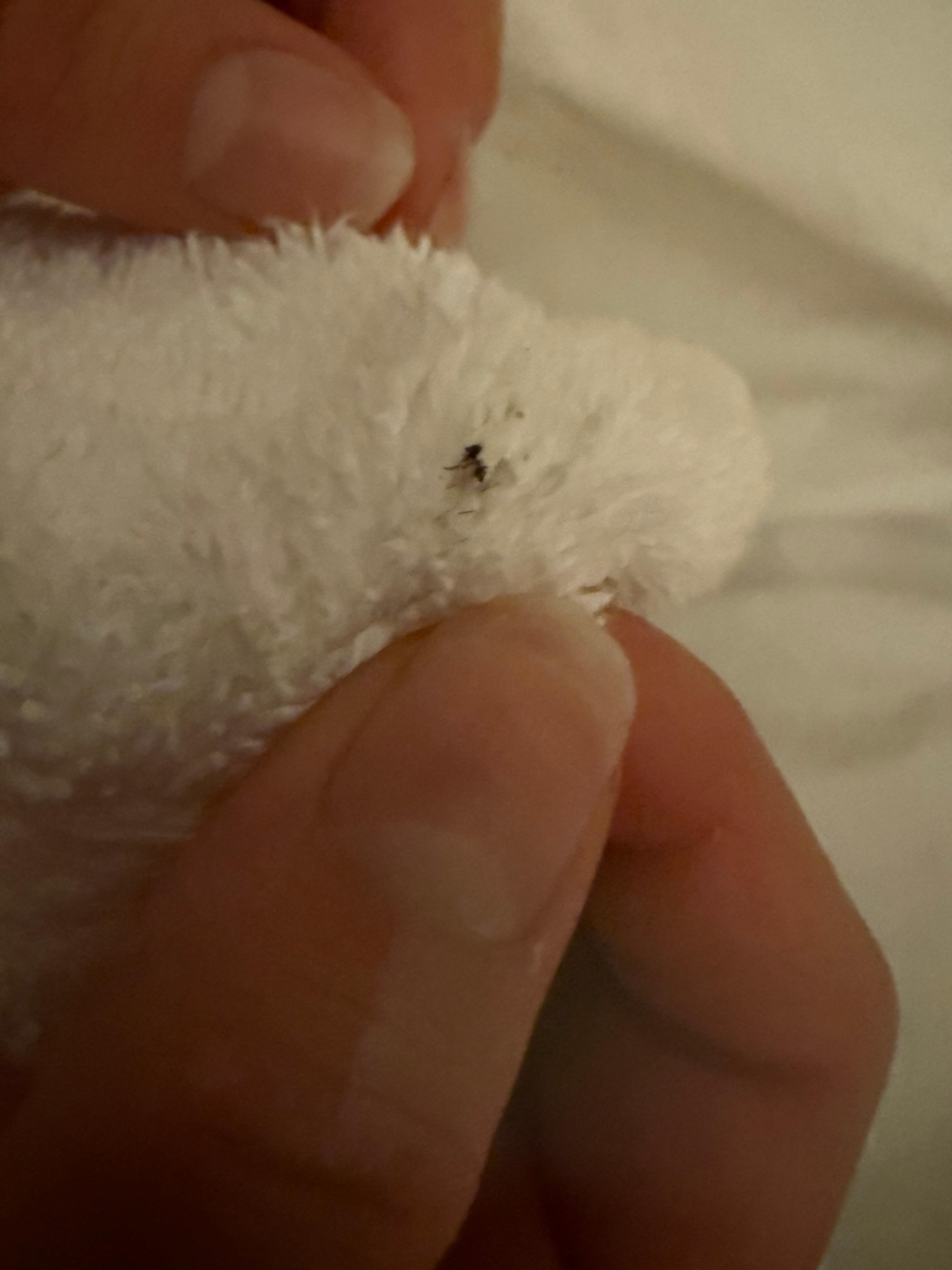 Spider on towel after finding and killing in bed