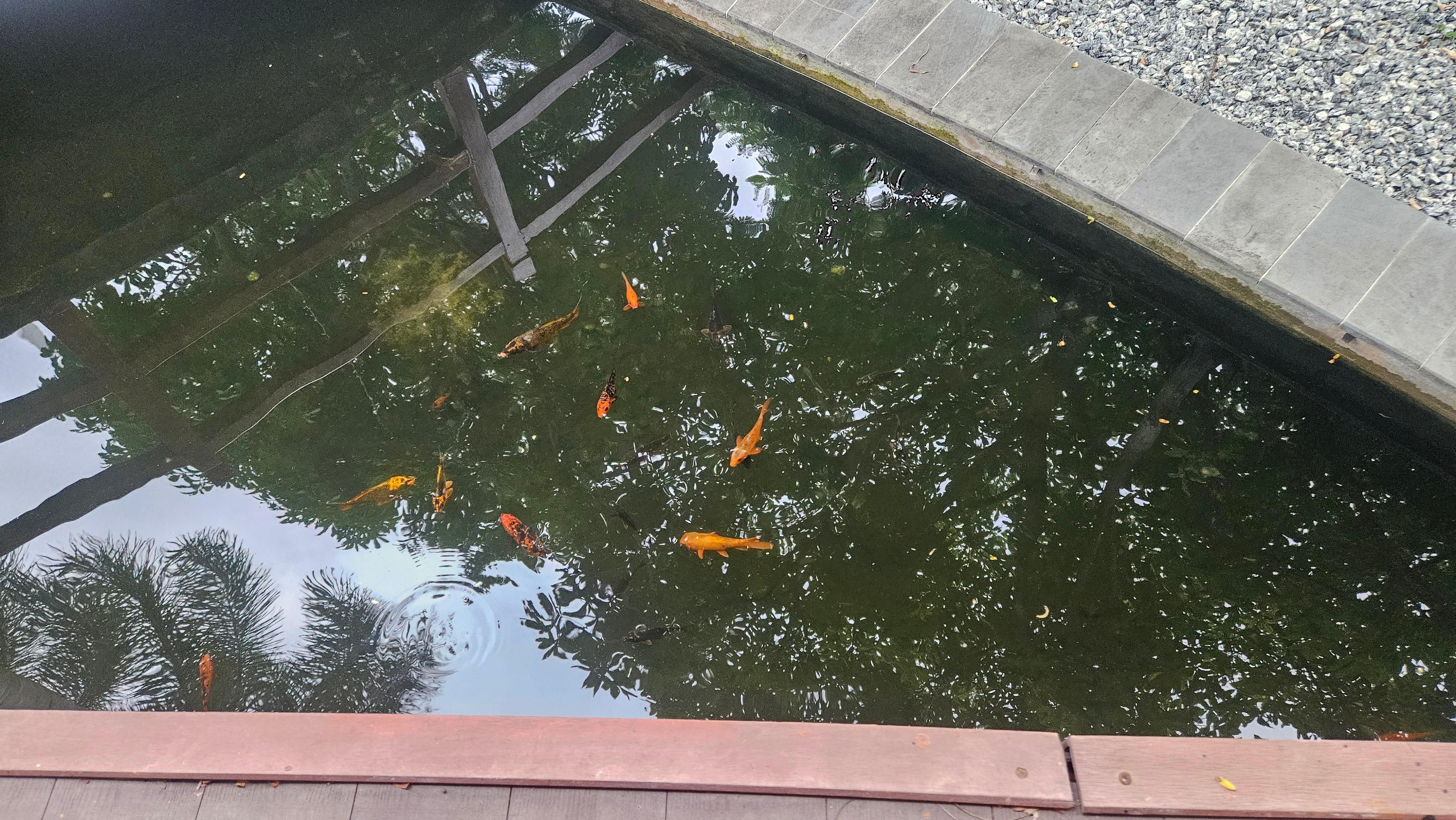 Coi pond