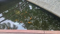 Coi pond