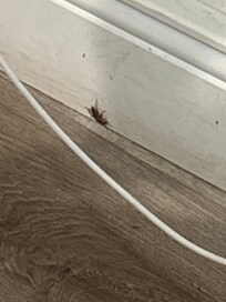 Live roach
