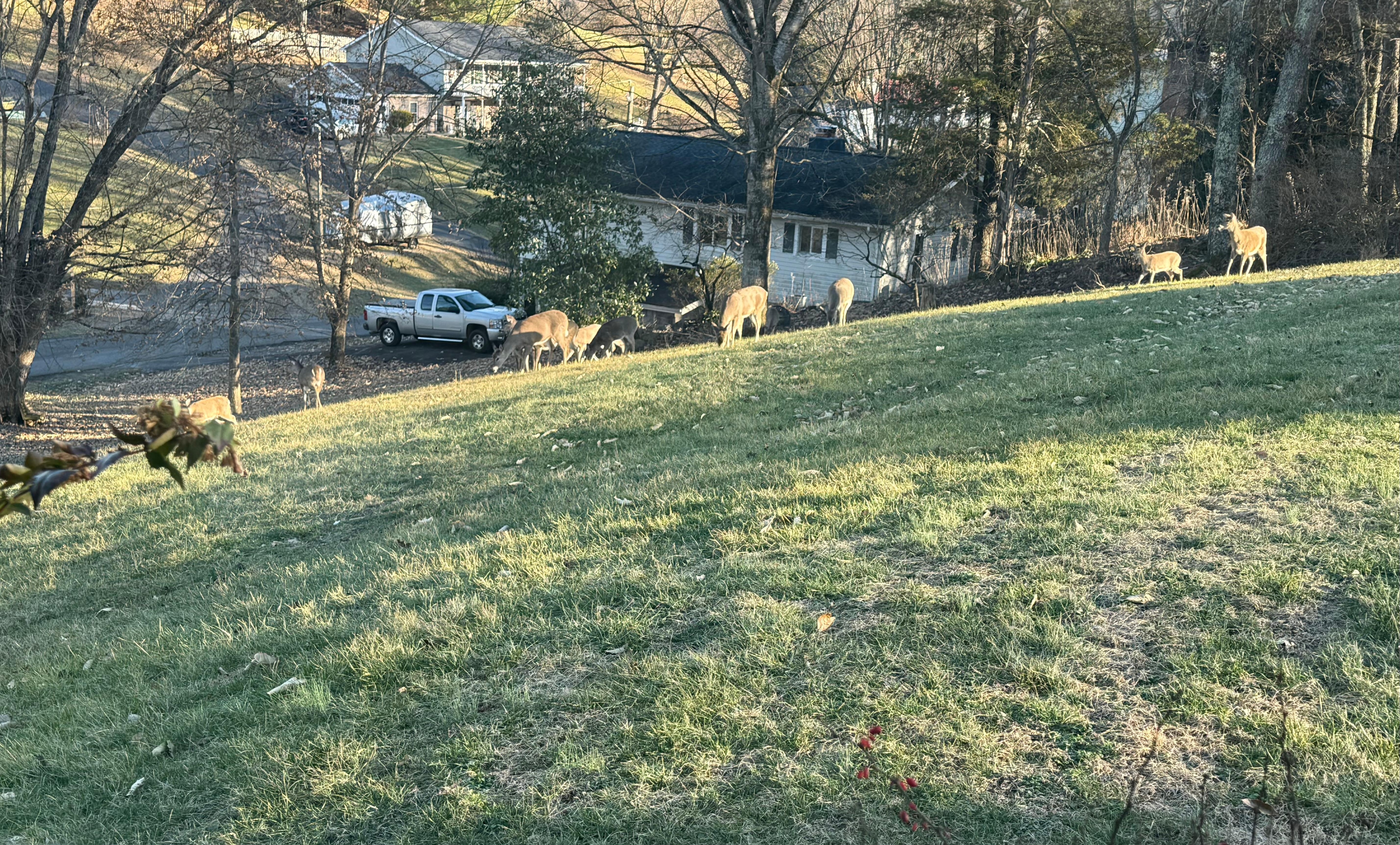 Deer on another day standing in the yard.