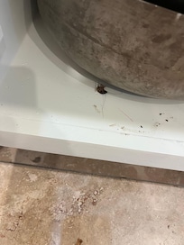 Dead American Cockroach identified by goggle search. Live one was too fast to get picture