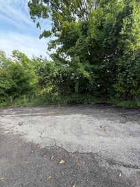 Grapes, apricots and other overgrown vegetation