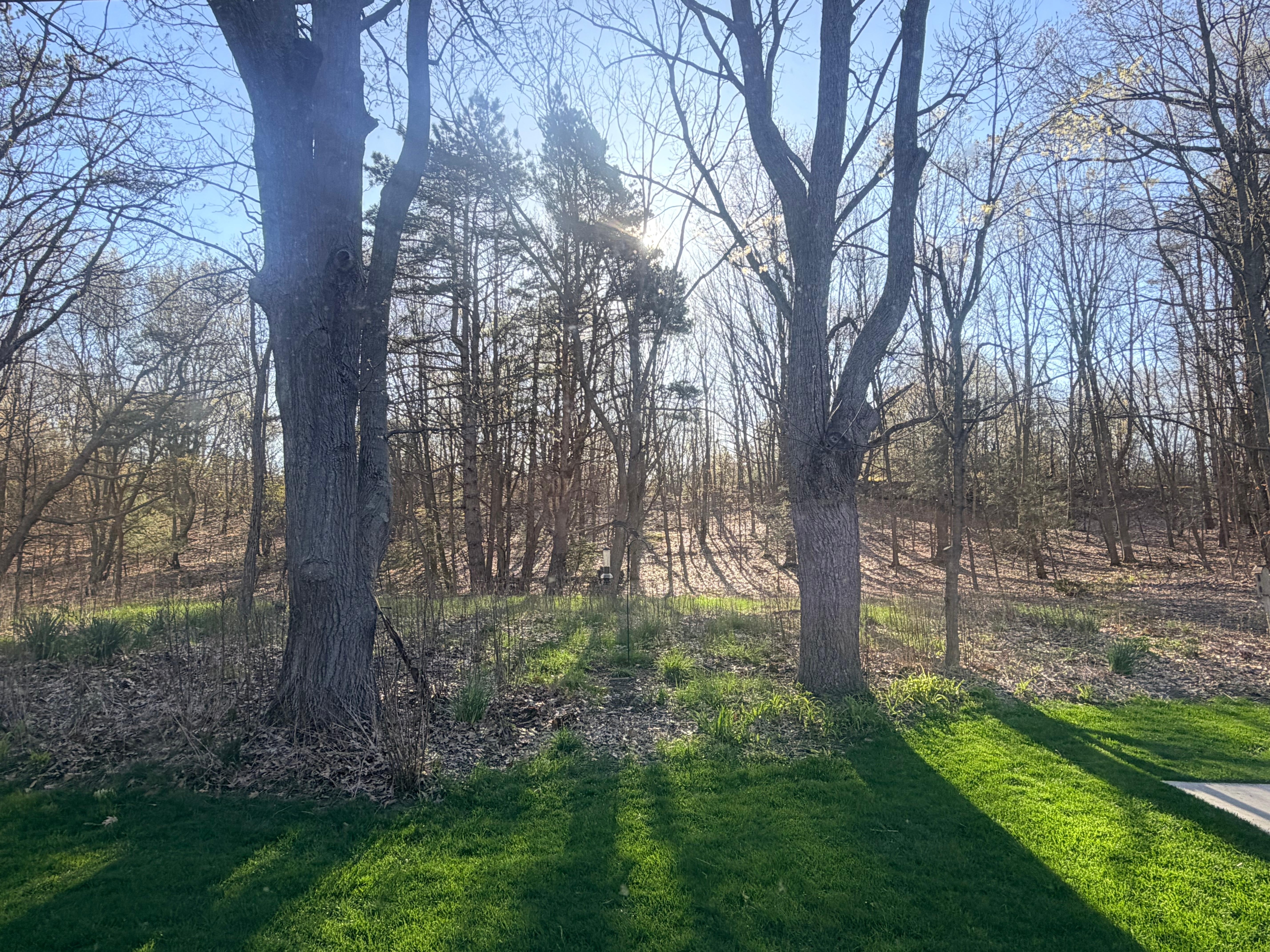 Morning view thru the back window