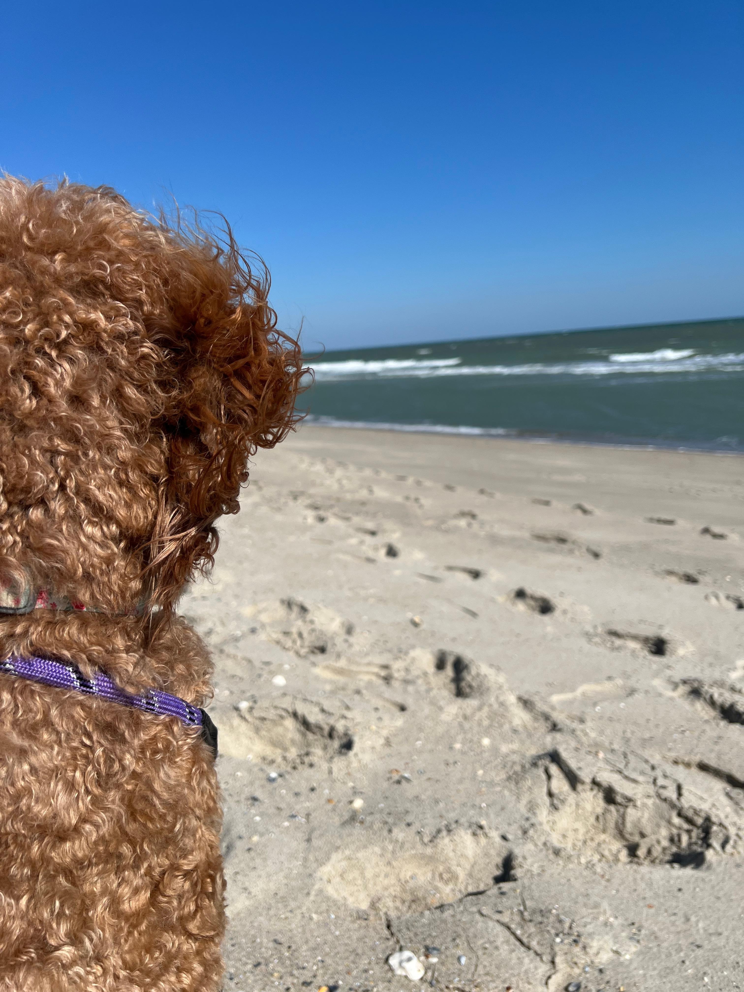 Lucy at Fort Fisher beach 