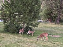 In the back yard, along the Rogue River.