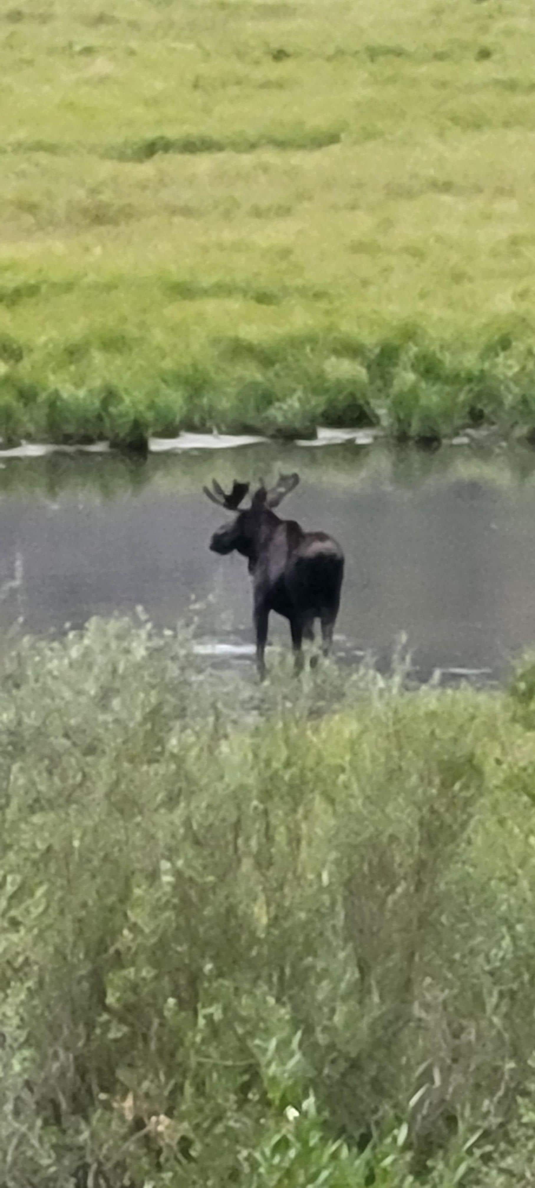 Moose at Lake San Cristabol. 