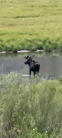 Moose at Lake San Cristabol.
