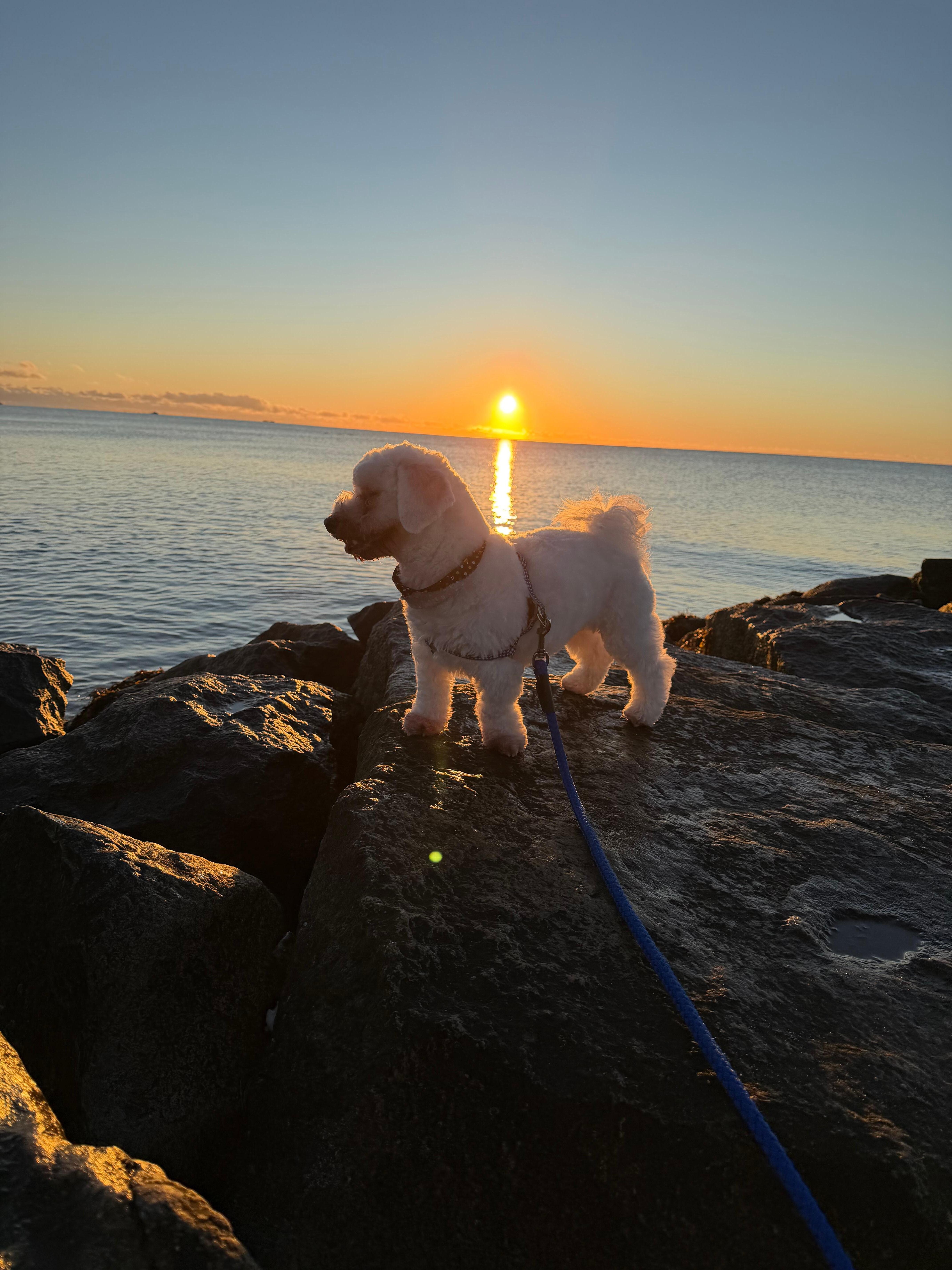 Skipper enjoying the sunrise from the beach 