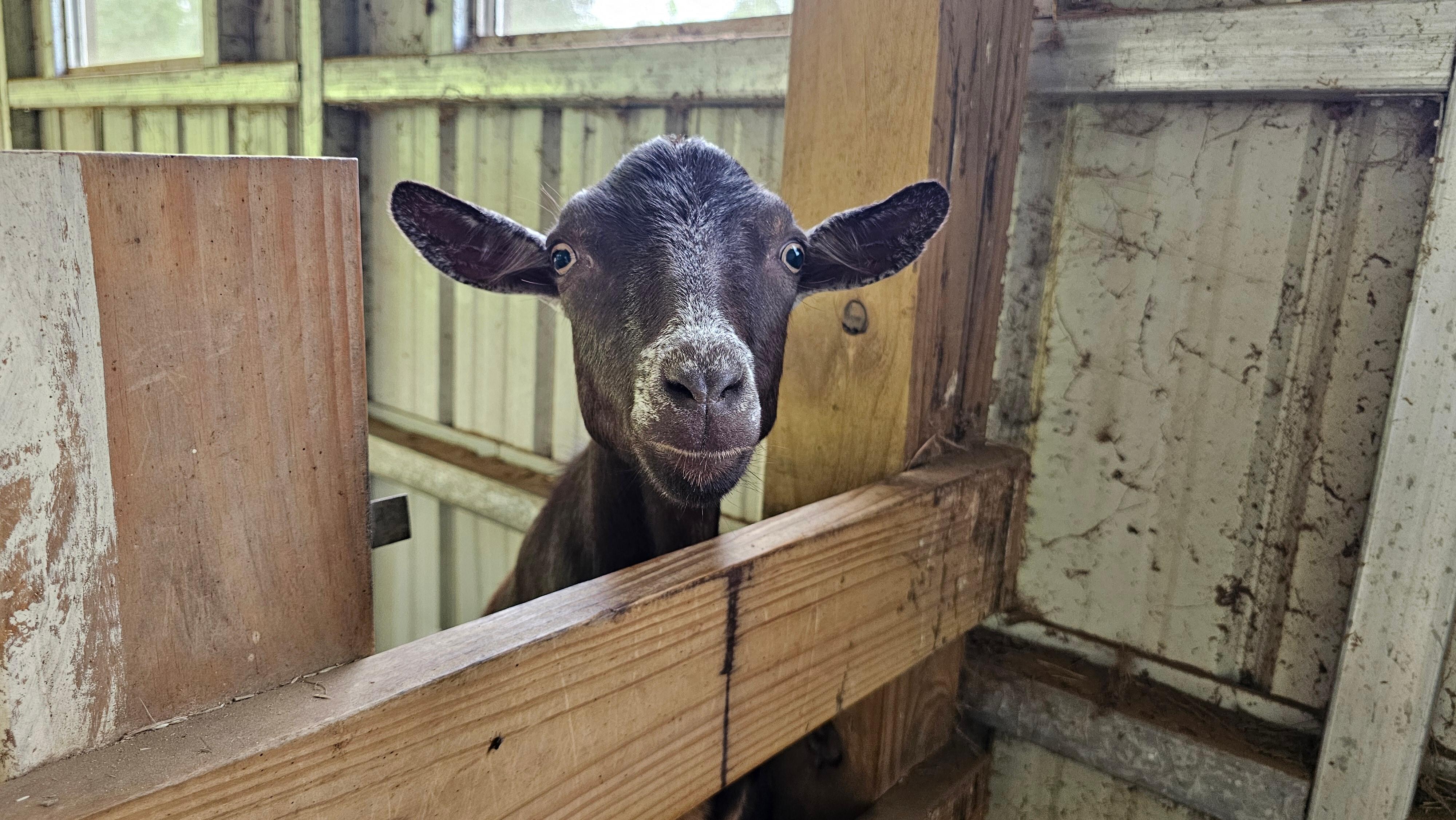 Goat feeding & other animals