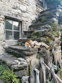 Die Katze aus der Nachbarschaft