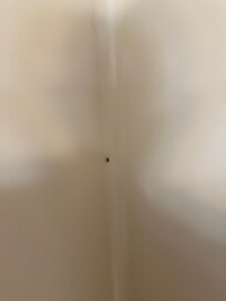 Roaches in bathroom