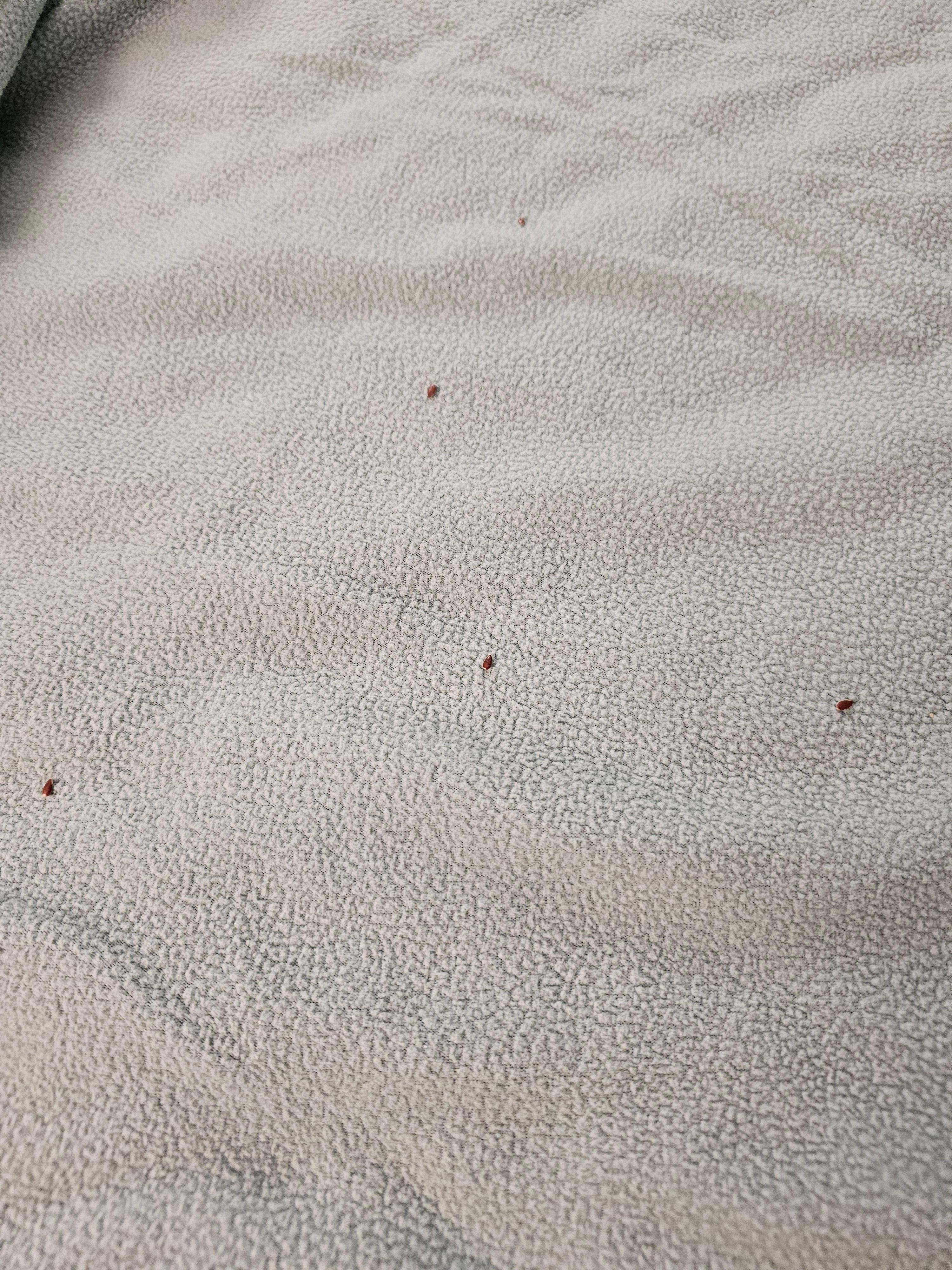 Food in both beds