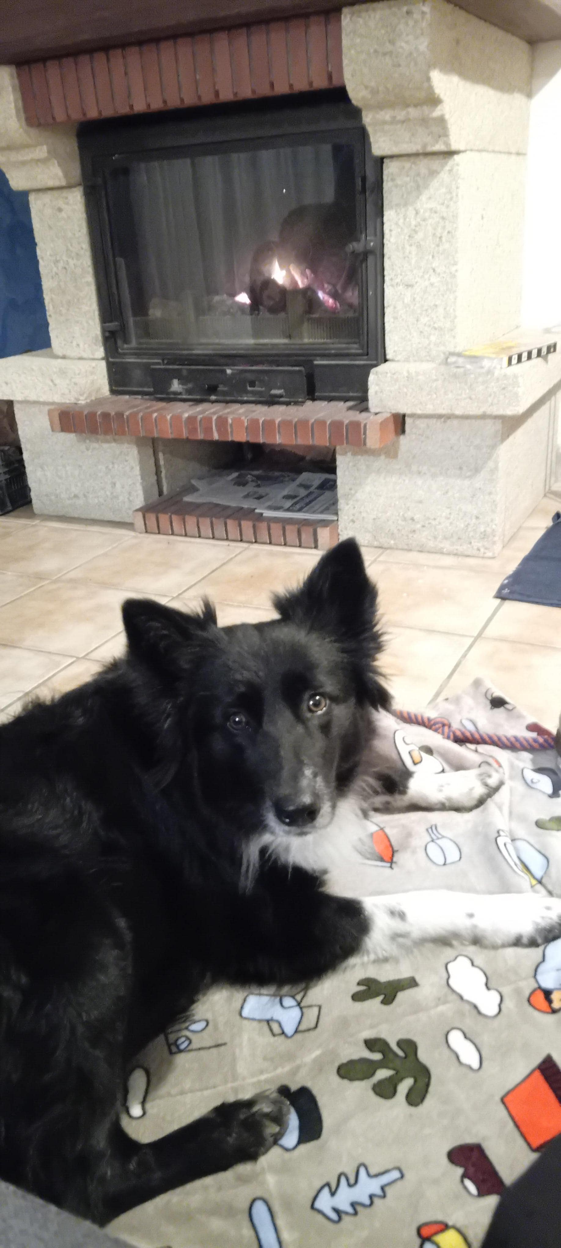Neska disfrutando de la chimenea, con su manta y la tranquilidad de la casa