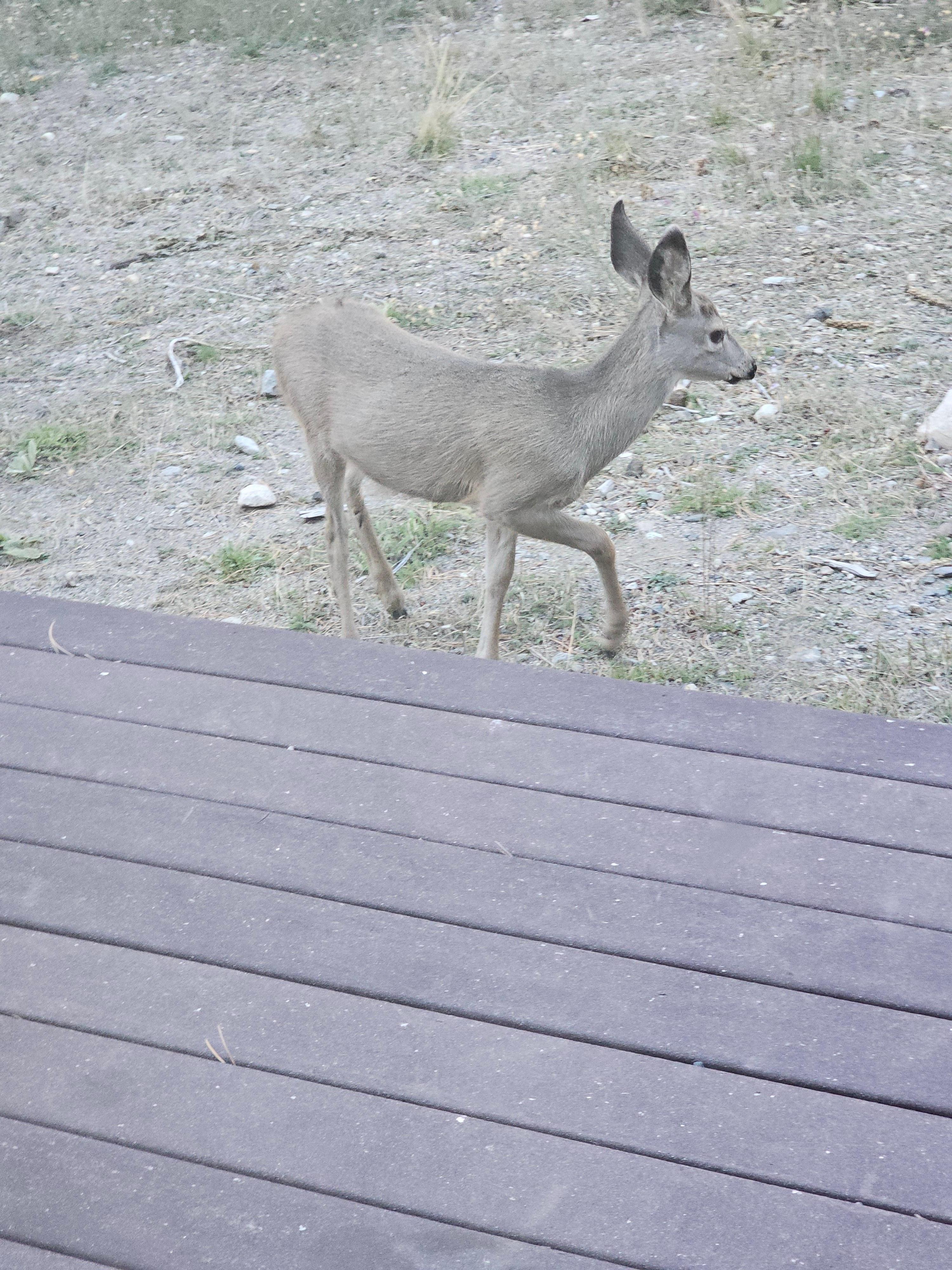 Lots of deer! Front living room window