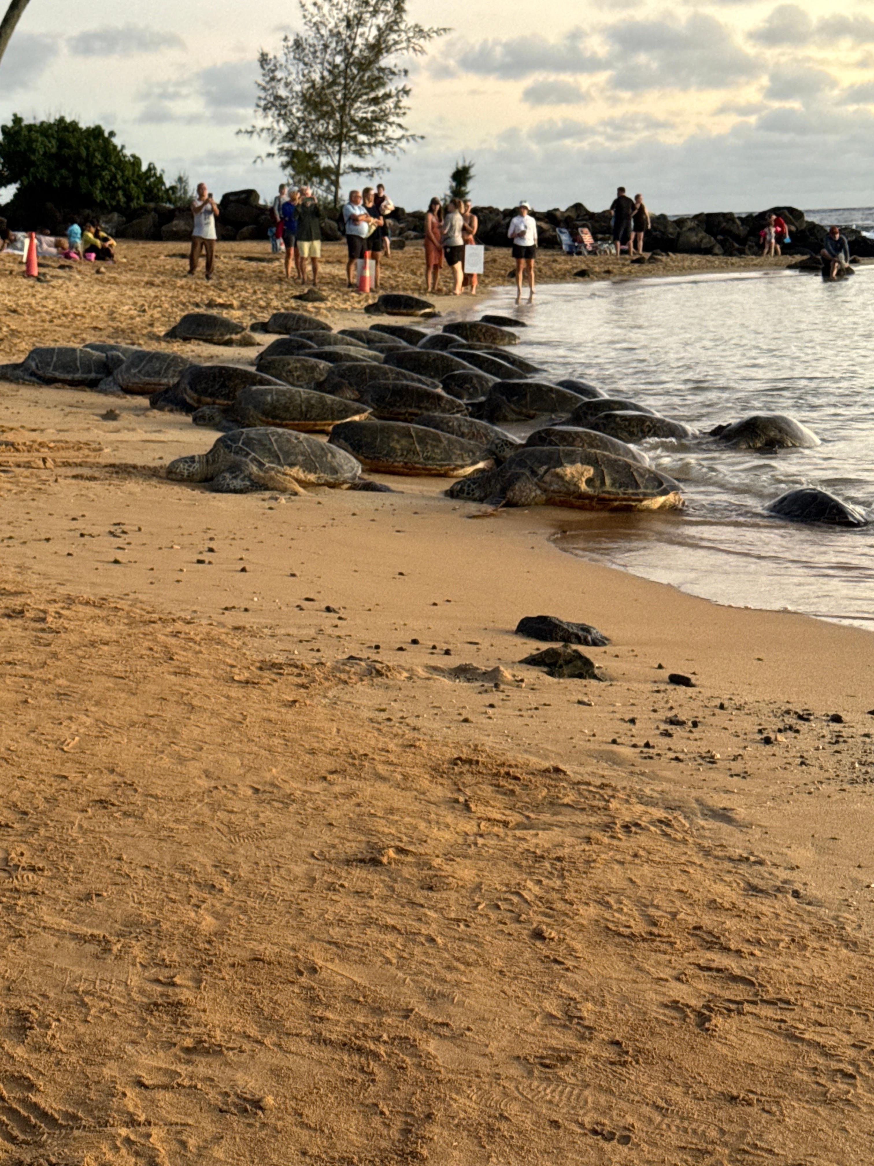 Sea turtles on Poipu Beach.