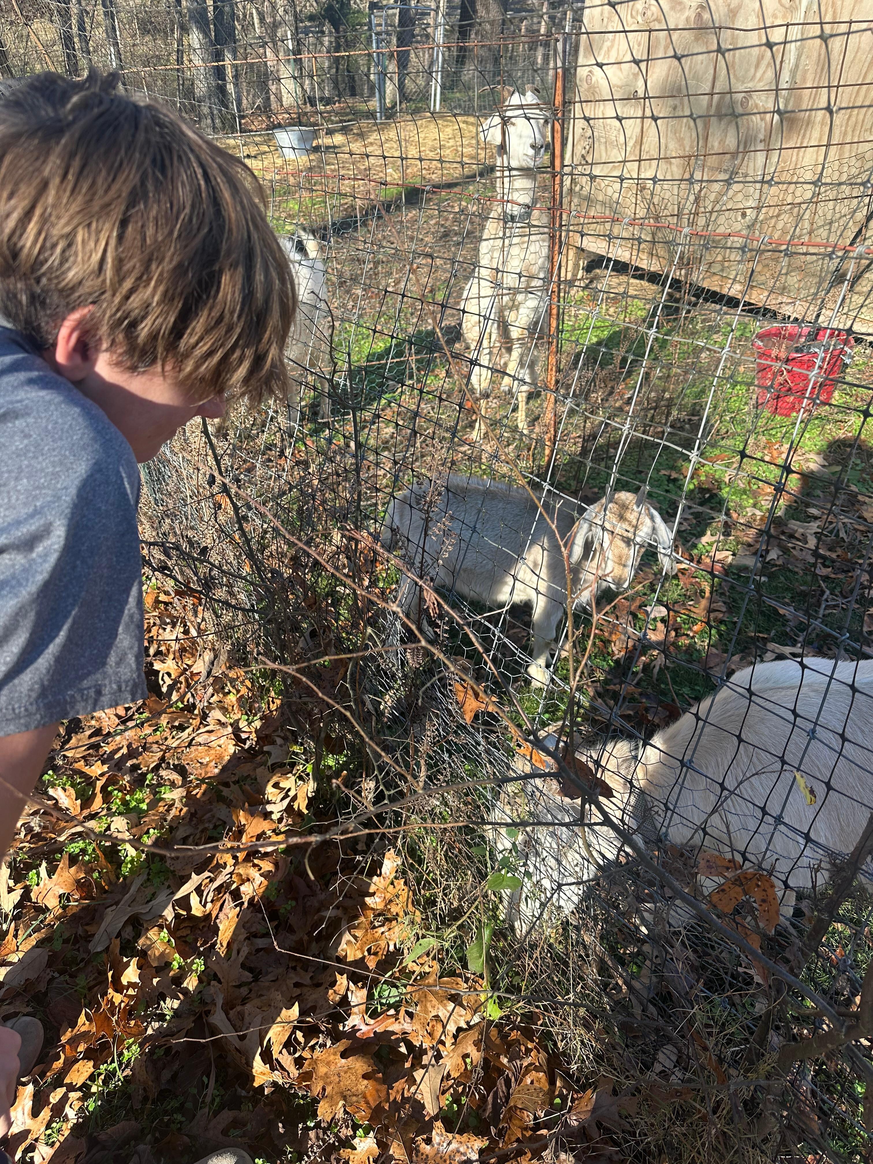 Picked up some apples for the goats