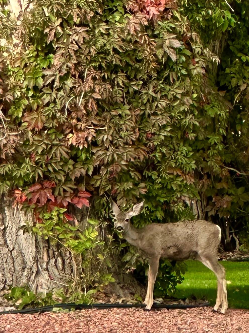 Out the front door of property