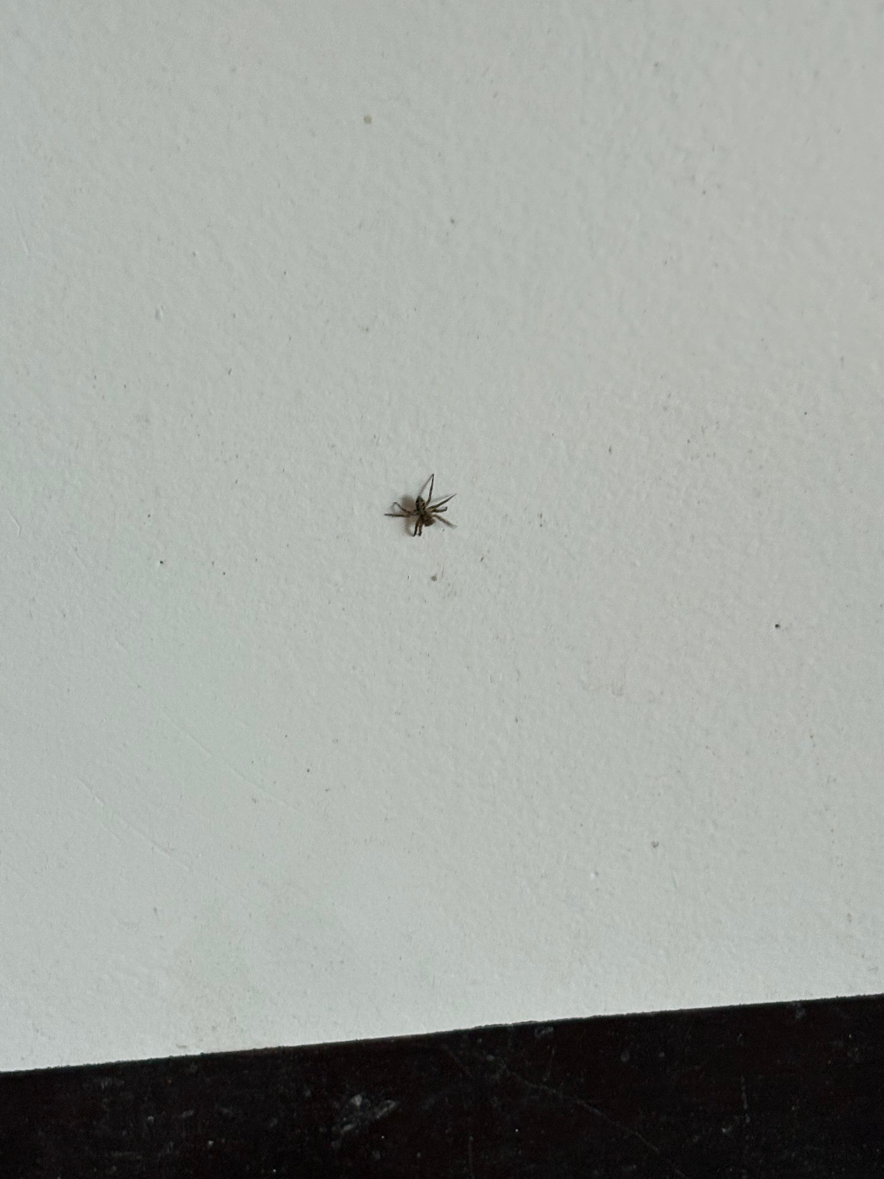Spider in the room 