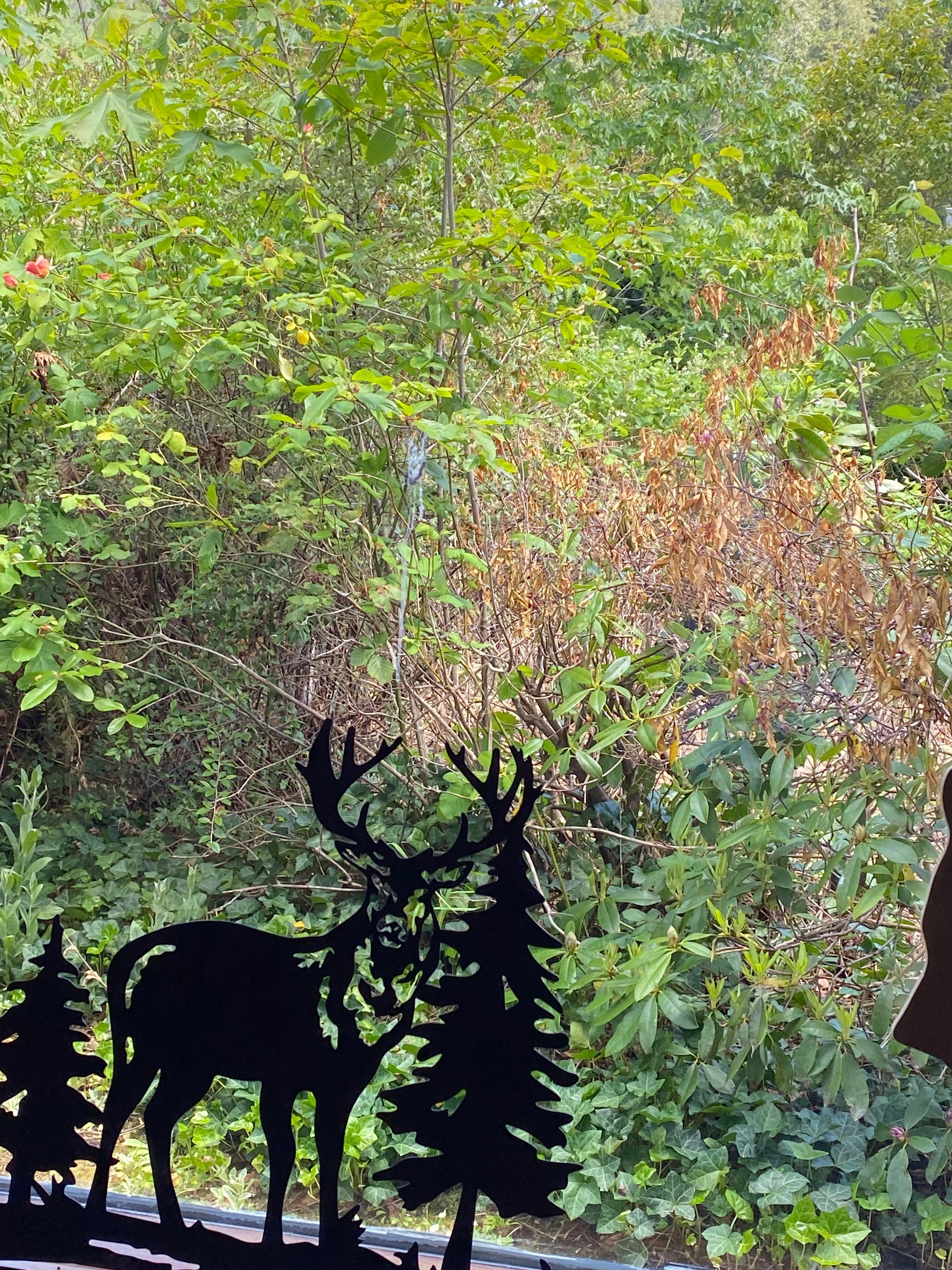 Picture I took from one of the living room windows