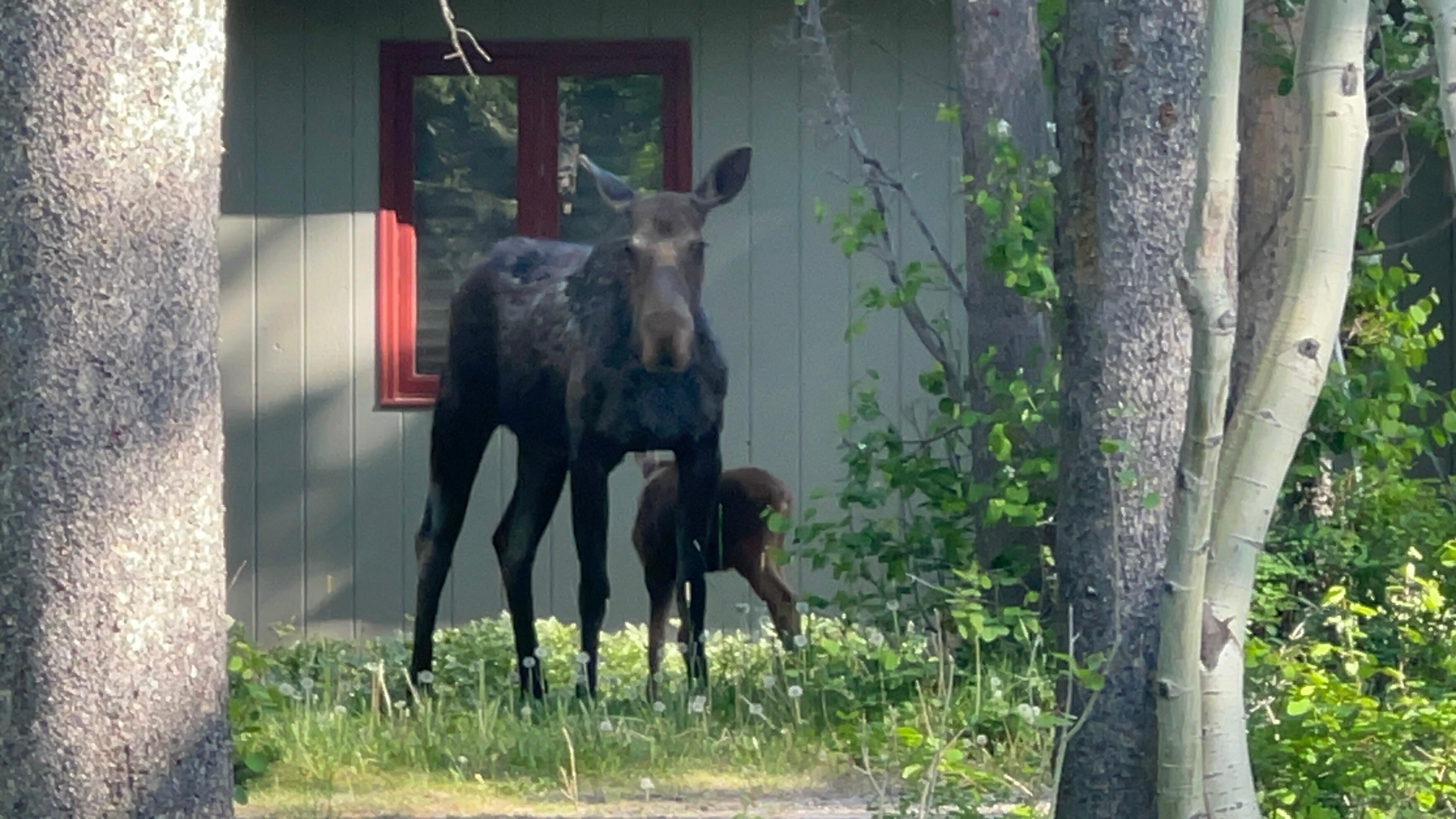 Saw these 2 on our morning walk!