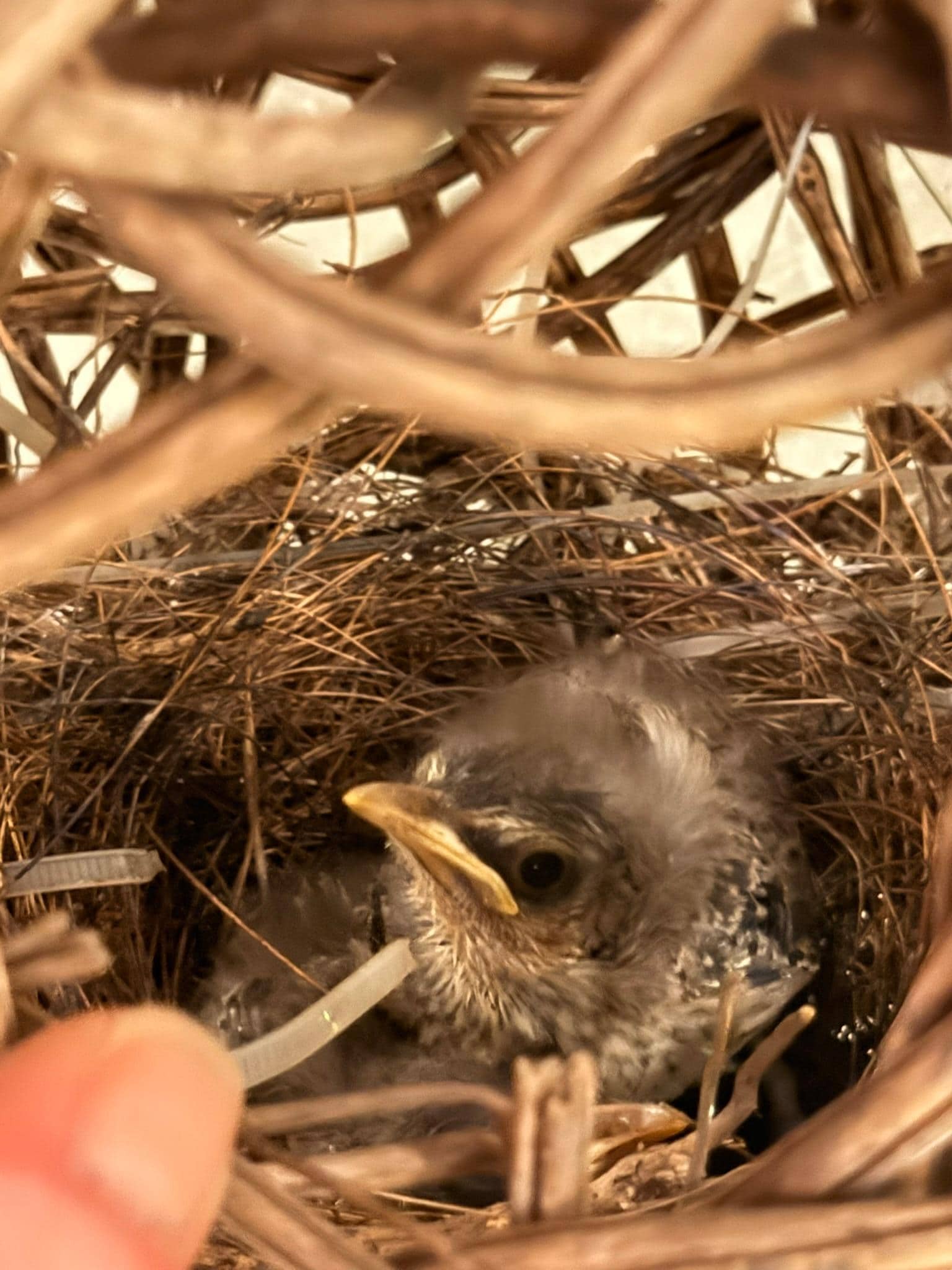 Our little adopted kids for the week...