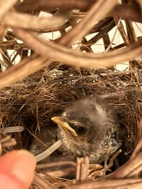 Our little adopted kids for the week...