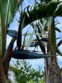Gigantica Bird of Paradise flowers in bloom where hummingbirds and other birds feed