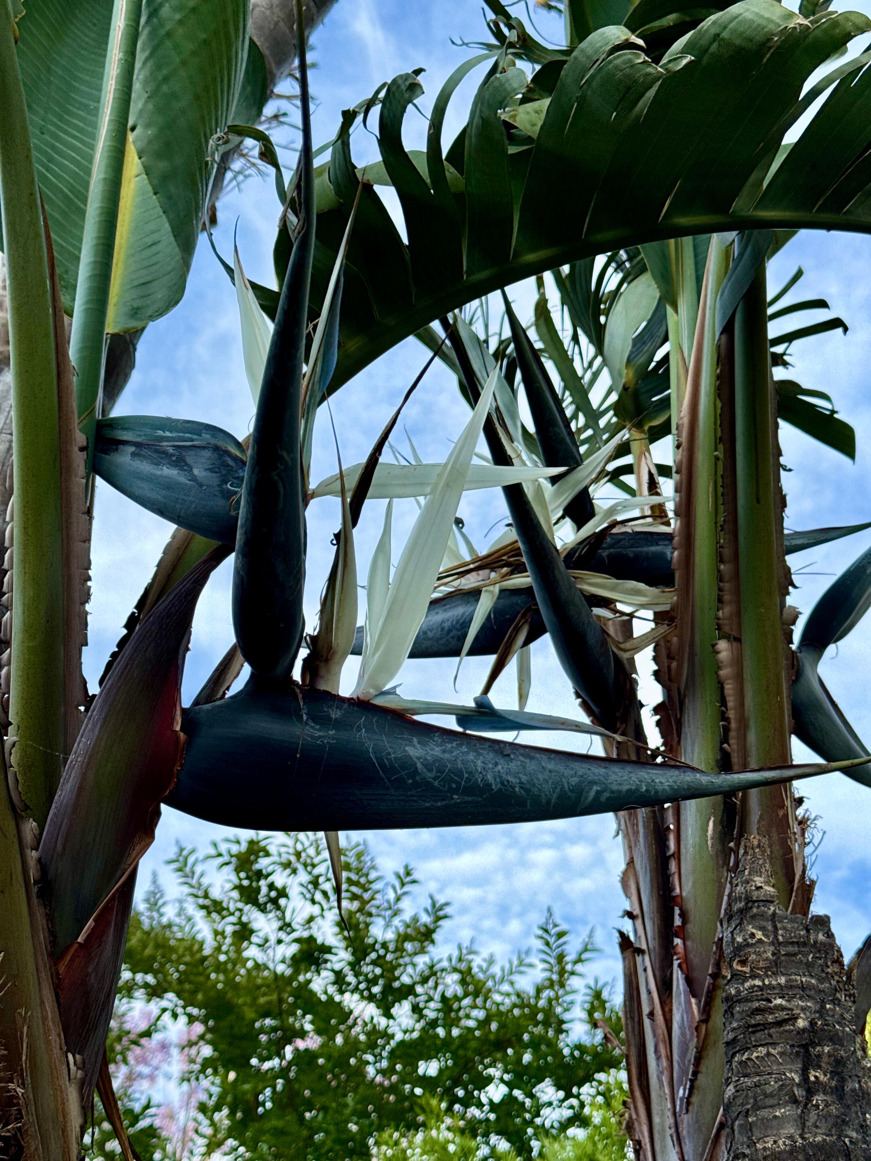 Gigantica Bird of Paradise flowers in bloom where hummingbirds and other birds feed