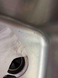 Ants were all over the Kitchen