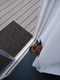 The wildlife was great to experience from the deck. Deer were so close that my frenchies were too scared to come out. *No pictures of the deer because I was too busy laughing* The eagles were fantastic to watch.