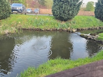 River running past with trout jumping in back ground