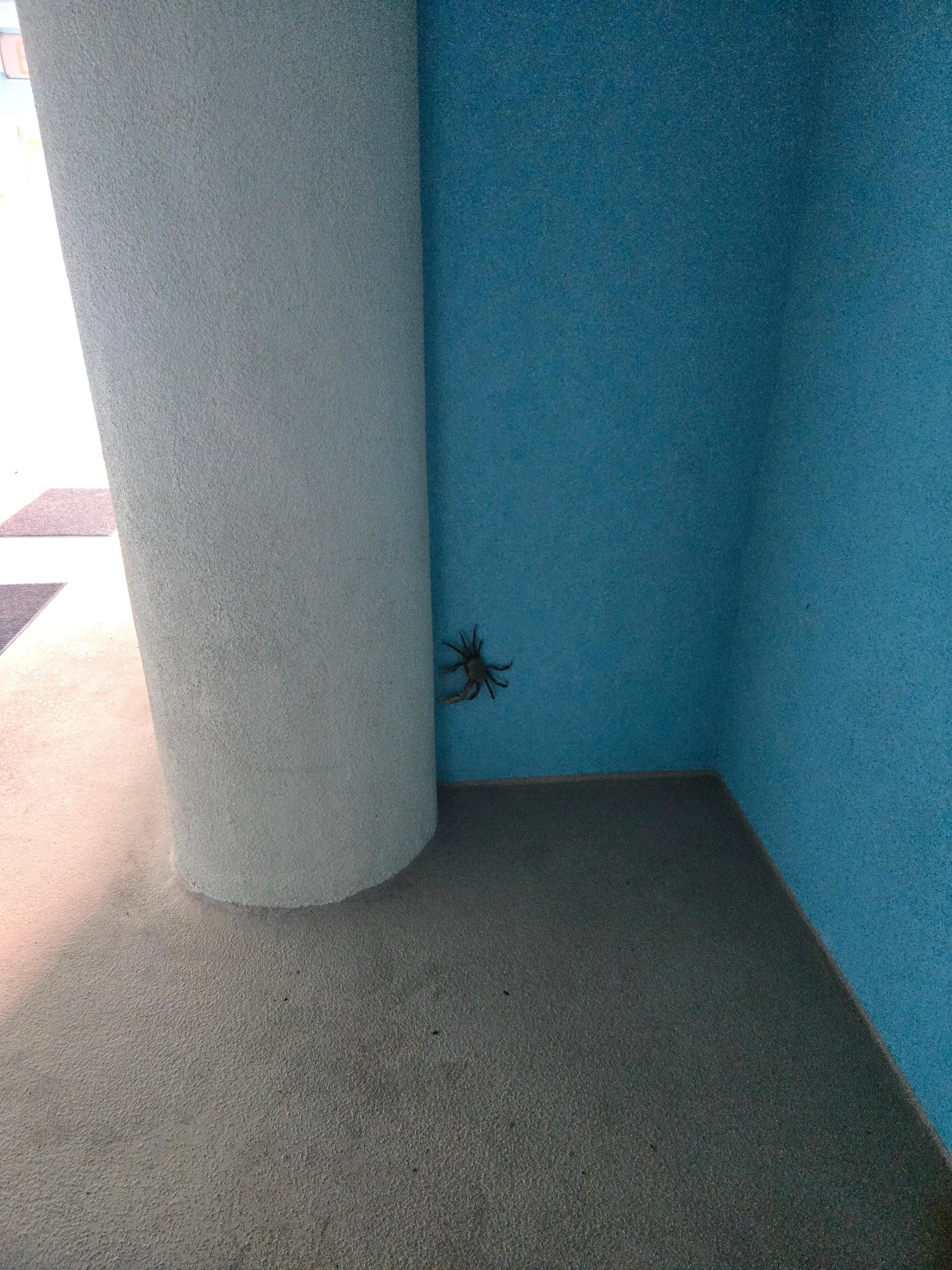 Giant blue land crab that was on the wall outside our room.