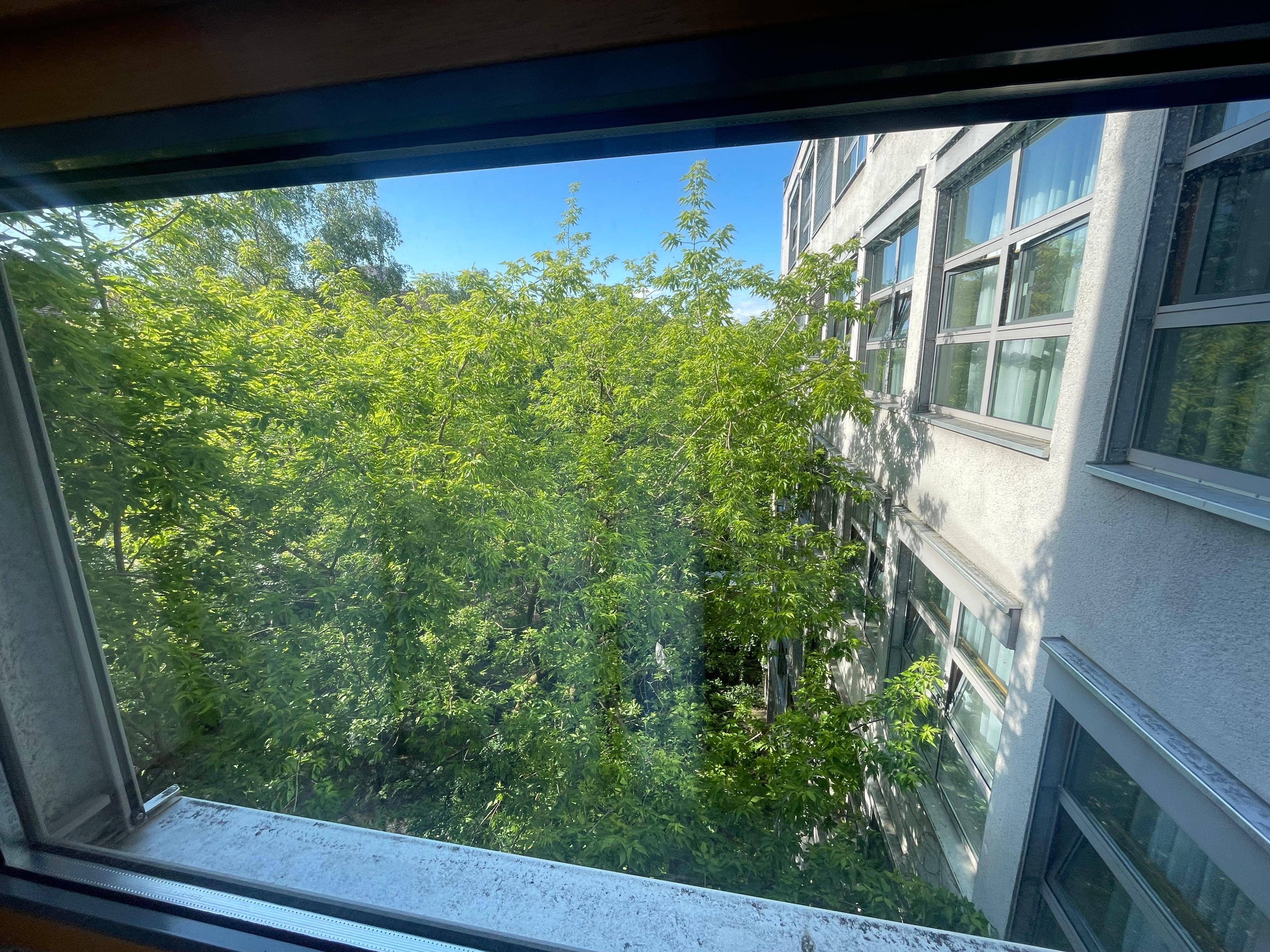 Window view