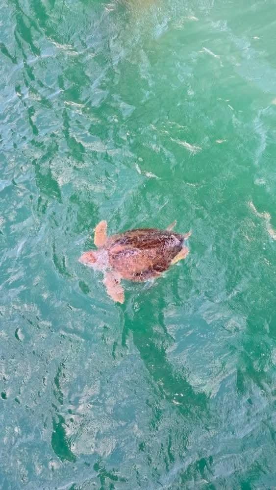 Seeing the animals in their own habitats was so exciting. 