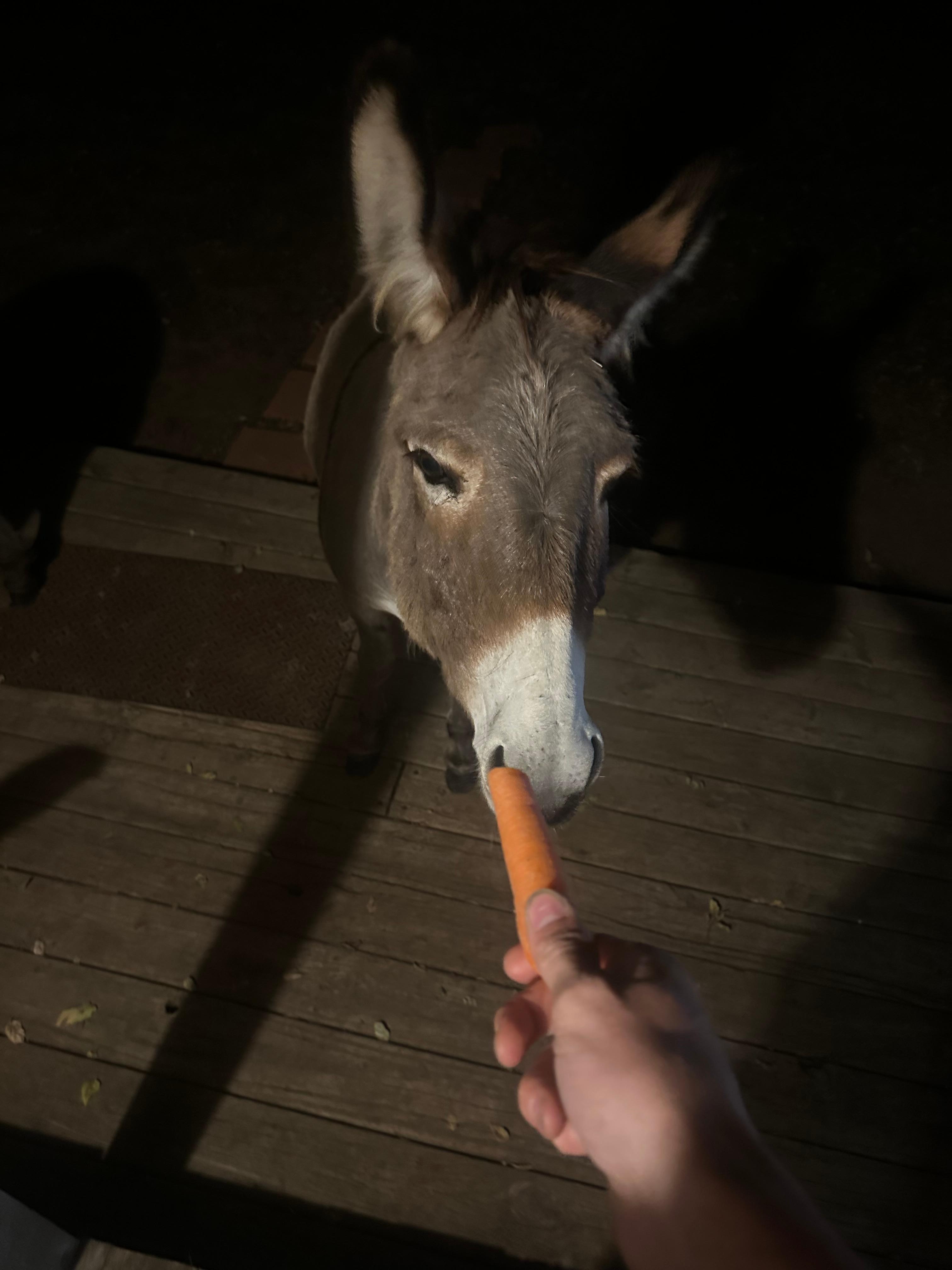 Donkey welcomes us after arriving