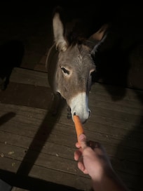 Donkey welcomes us after arriving