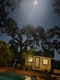 Night swim under the moon