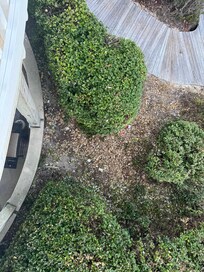 So much garbage and clippings laying