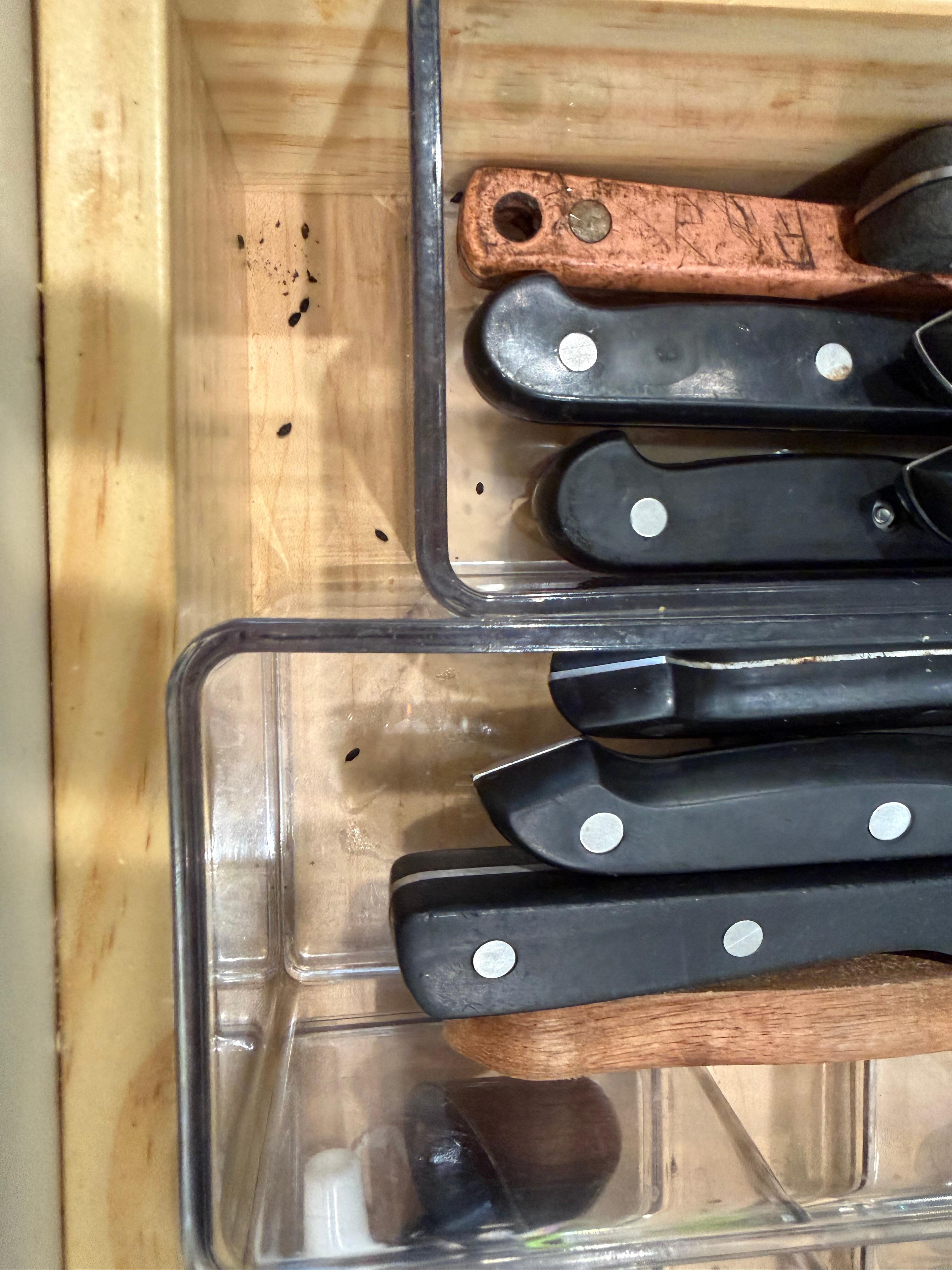 Mouse poop in silverware drawer 