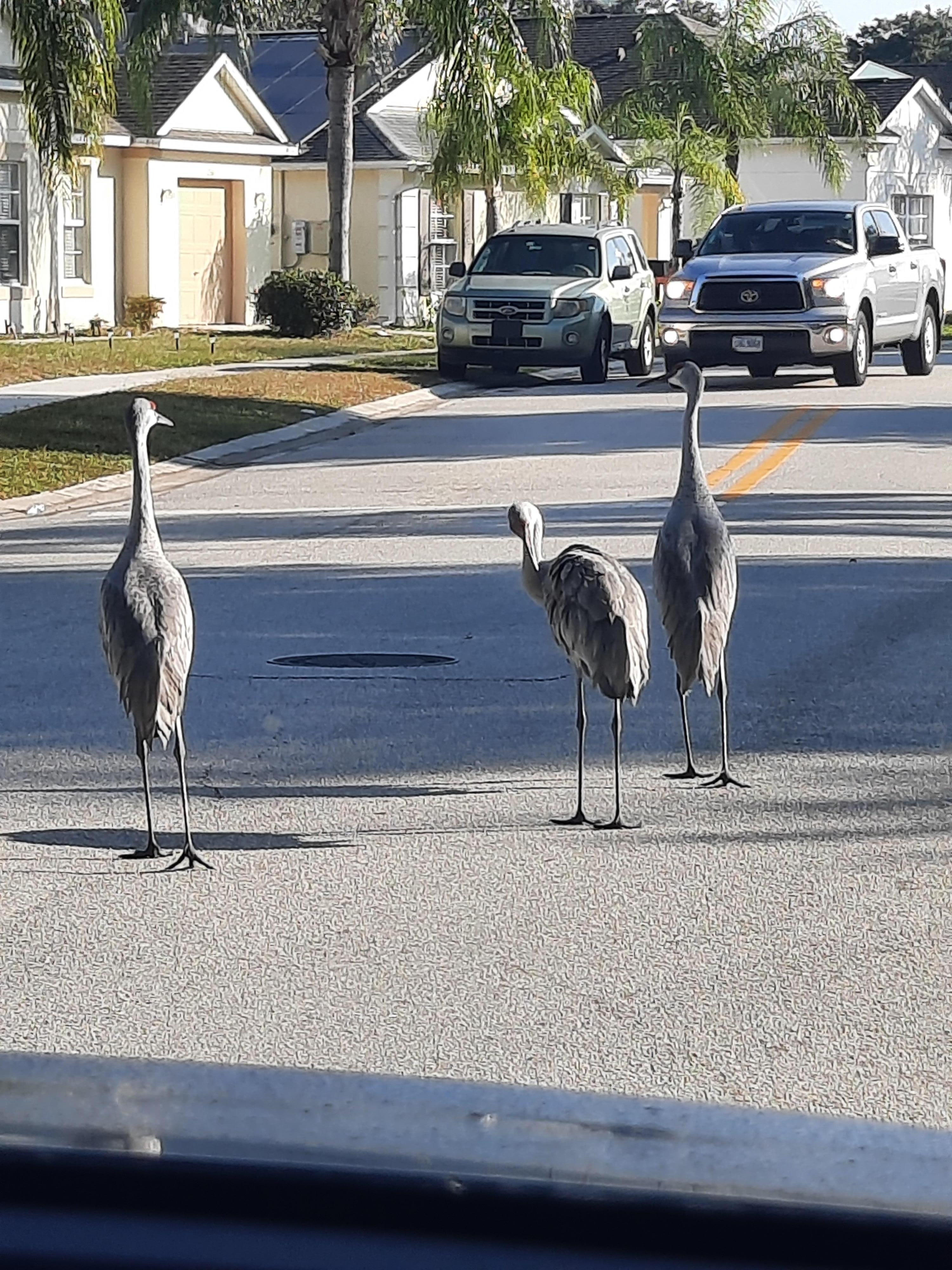 The locals stopping traffic