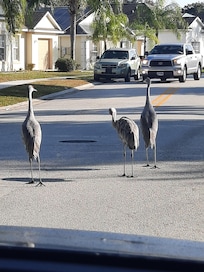 The locals stopping traffic