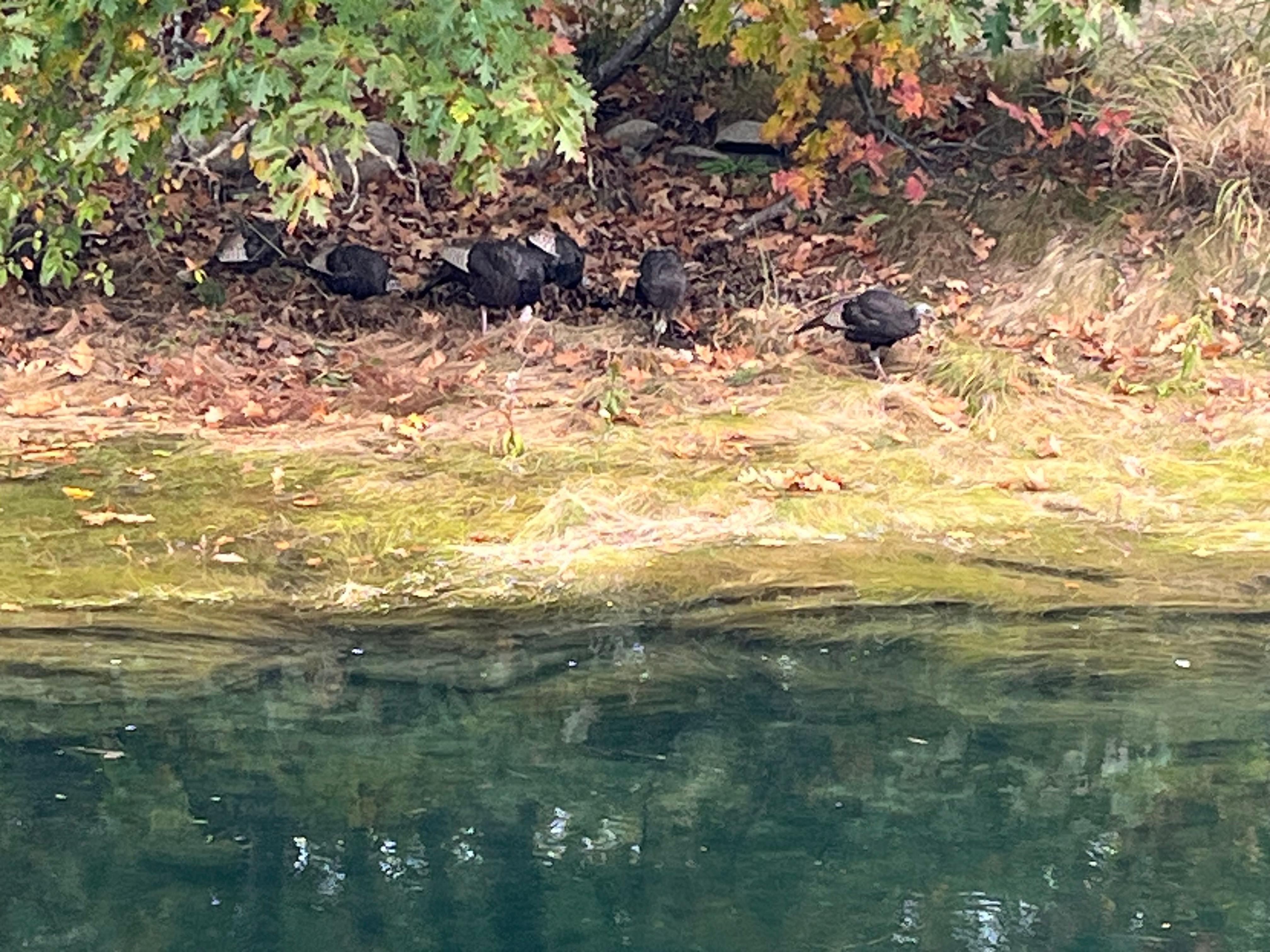 Wildlife out back of cottage.