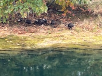 Wildlife out back of cottage.